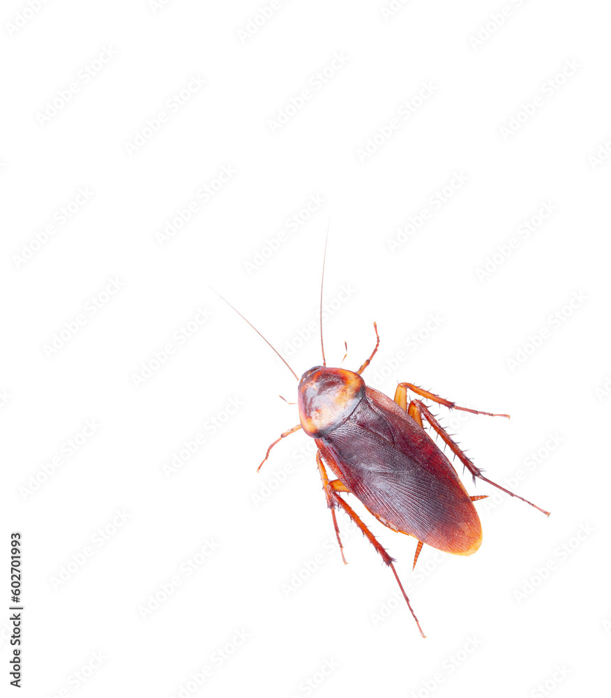 Cockroach on transparent background (PNG File)
Cockroach on transparent background (PNG File)