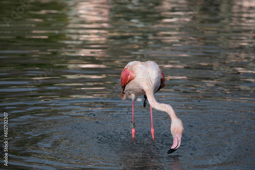 Greater Flamingo washing and preening in a lake