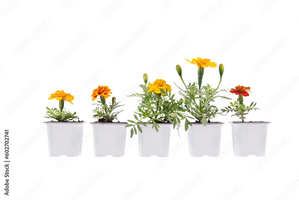 Marigold in flower for the vegetable garden. Garden at home. Flowering plants for the vegetable garden. Plant to fight against aphids or nematodes. Gardening. Planting. Isolated on white background. Marigold in flower for the vegetable garden. Garden at home. Flowering plants for the vegetable garden. Plant to fight against aphids or nematodes. Gardening. Planting. Isolated on white background.
