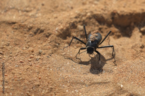 fog basking beetle in the Namib desert, Namibia