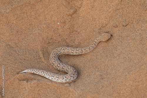 sidewinder snake in the Namib Desert