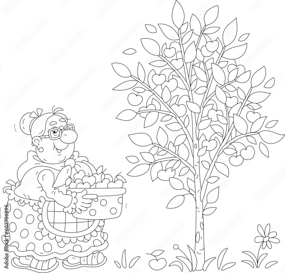 Funny granny gardener holding a preserving pan full of picked ripe and testy cherry from a cherry-tree in her summer garden, black and white vector cartoon illustration for a coloring book