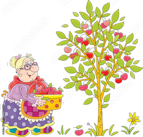 Funny granny gardener holding a preserving pan full of picked ripe, red and testy cherry from a cherry-tree in her summer garden, vector cartoon illustration on a white background