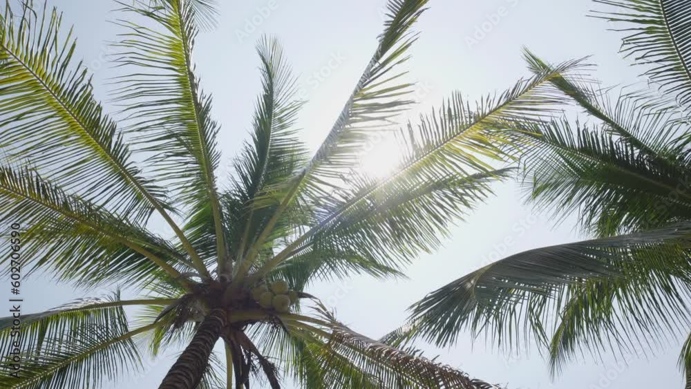 Low angle view coconut palm trees sky summer background. Driving street lined palm trees looking up sky. Low angle view coconut palm trees sky summer background. Driving street lined palm trees looking up sky.
