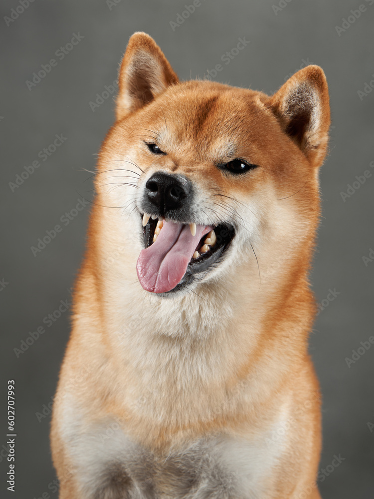 funny dog snarls on a gray background. Shiba Inu is worth a muzzle in studio 