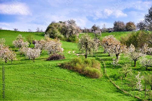 Fotografie Idyllische Frühlingslandschaft mit blühenden Kirschbäumen  in der Fränkischen Sc