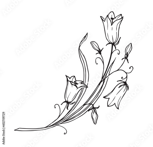 Bellflower on isolated background. Hand drawn floral vector illustration of bell Flower in outline style painted by black ink. Graphic botanical drawing of Bluebell for greeting cards or invitations.