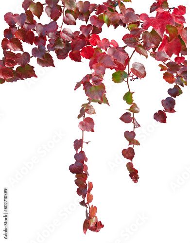Vigne vierge en automne	