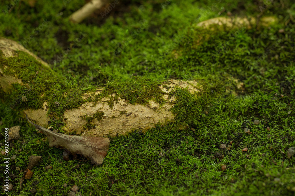 Moss on an old tree is green in the park.