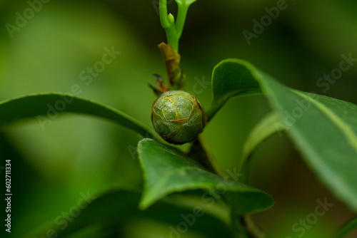 Camellia flower bud on a branch close-up.