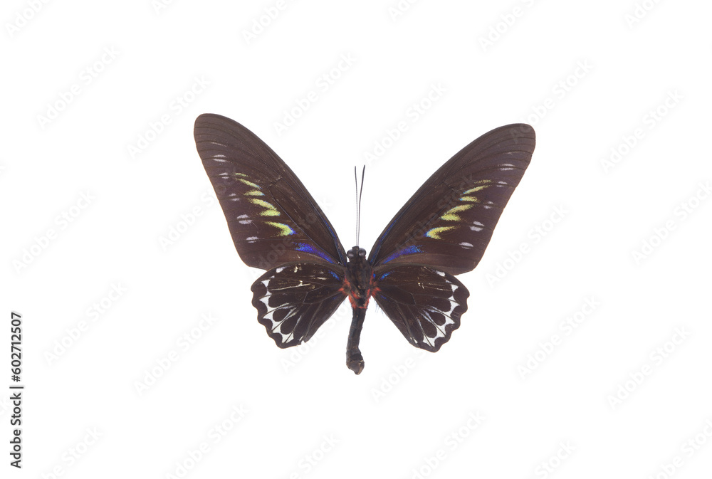 exotic black butterfly isolated on white background exotic black butterfly isolated on white background