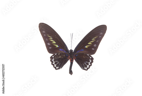 exotic black butterfly isolated on white background