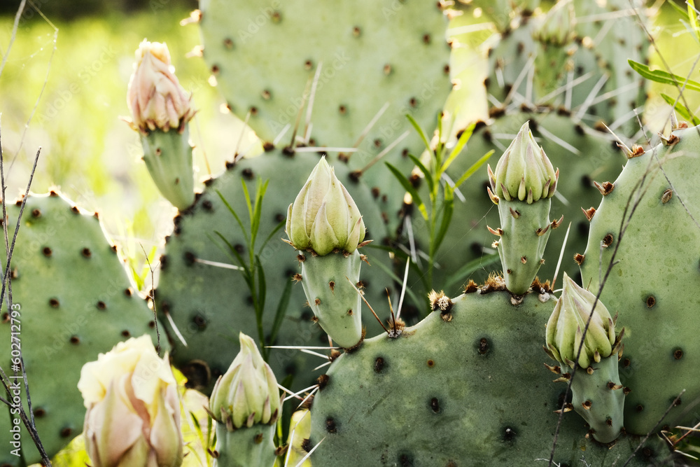 Green prickly pear cactus plant in bloom during Texas spring season. Green prickly pear cactus plant in bloom during Texas spring season.