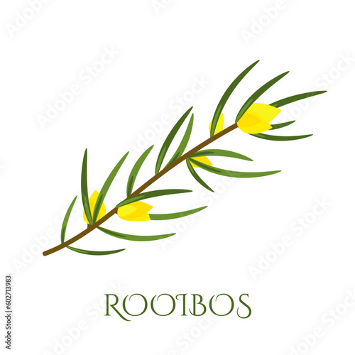Rooibos branch with leaves and yellow flowers. Plant for making red tea. 