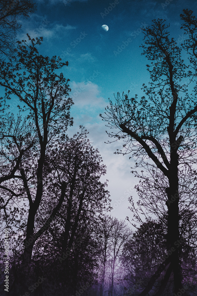 Obraz premium moon and tree