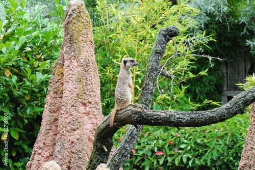 Wpatrzona surykatka w zoo. 