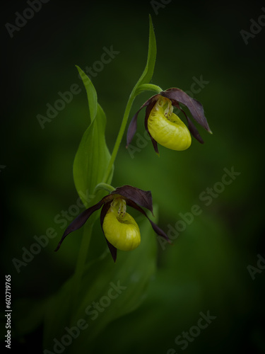 Wild Orchid flower in nature on the spring background