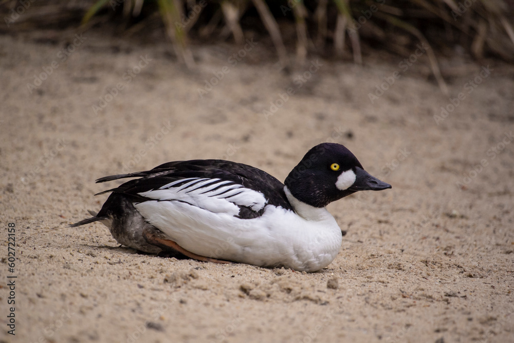Obraz premium Common goldeneye. Bucephala clangula
