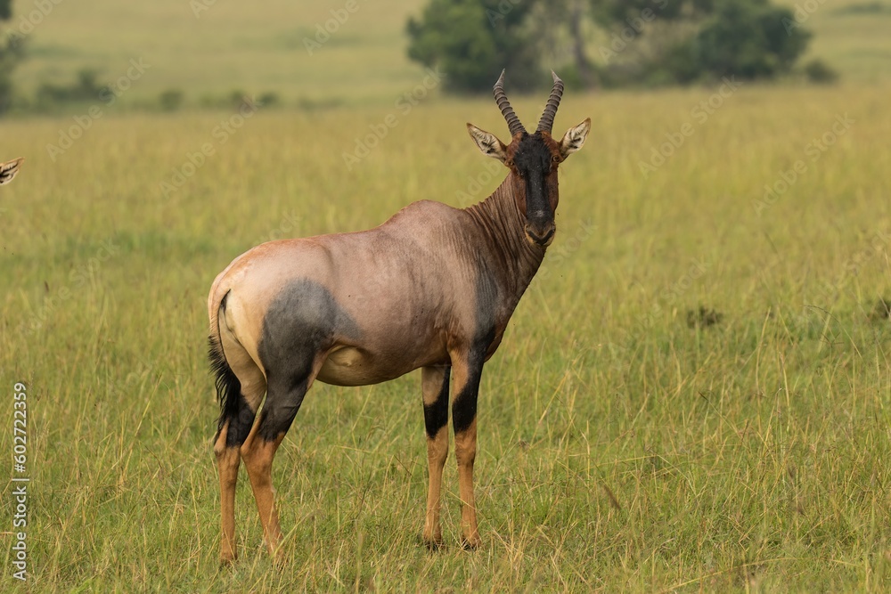 a water buck antelope on the Masai Mara savannah, Kenya, face andhorns covered with flies.