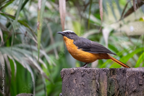 White-crowned robin-chat in its natural habitat. Cossypha albicapilla photo