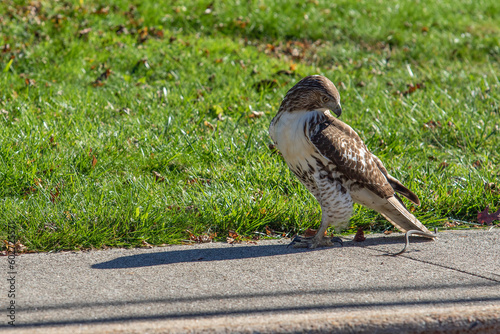 Red Tail Hawk Closeup Hunting a Juvenile Snake
