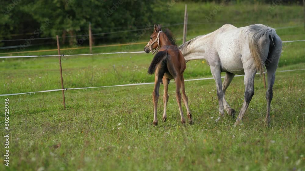 Brown and white Arabian horses grazing on green field, small foal and mother Brown and white Arabian horses grazing on green field, small foal and mother