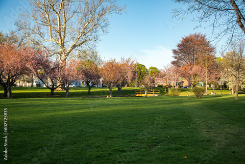 Park in Early Spring with Cherry Blossom Trees