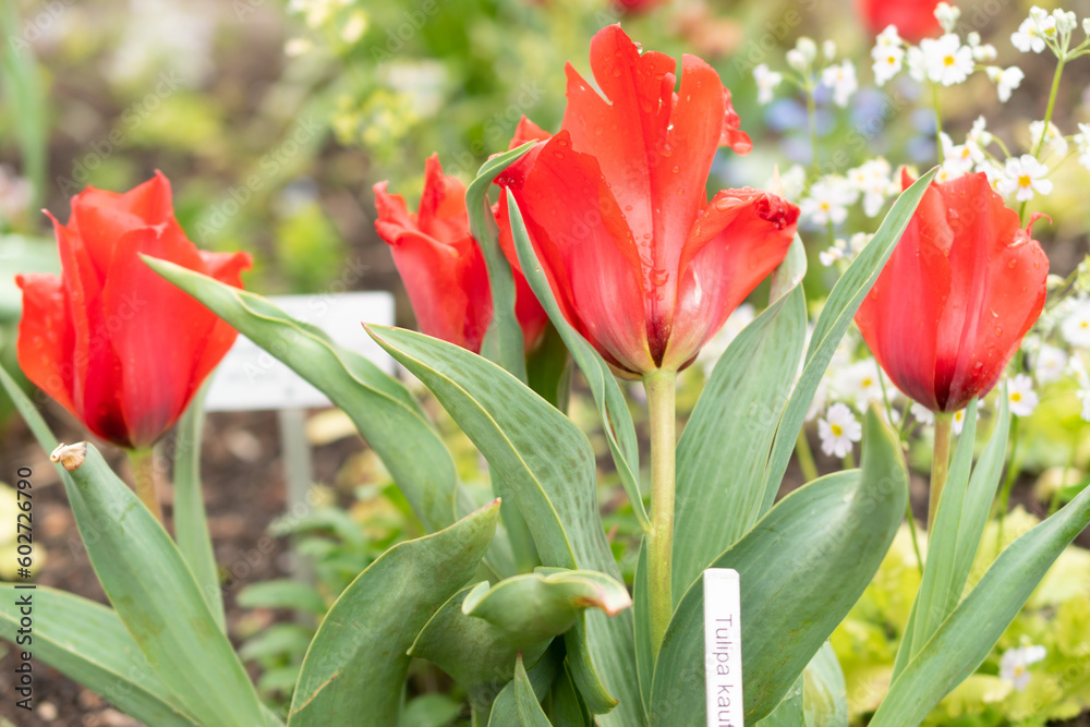 Fototapeta premium Tulipa Kaufmanniana in Zurich in Switzerland
