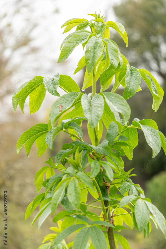 Obraz premium Unknown green plant in Zurich in Switzerland