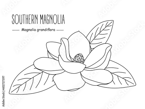 Southern magnolia outline vector. Hand drawn Magnolia grandiflora isolated on white background. Floral vector sketch of Magnolia with leaves. Minimal line drawing. Vector illustration