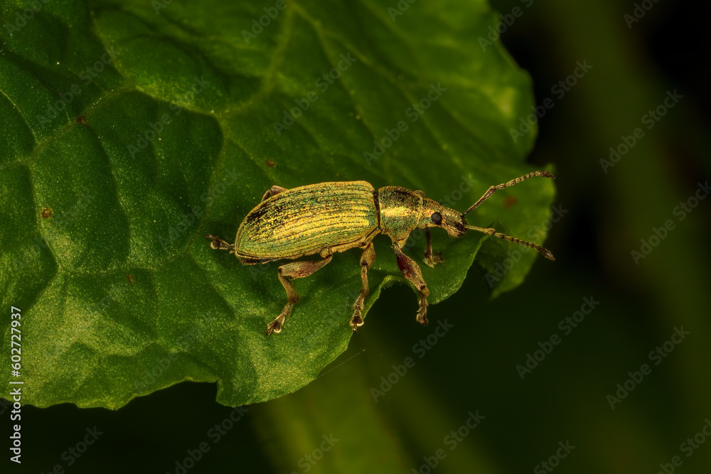 Chrysolina herbacea, also known as the mint leaf beetle, macro