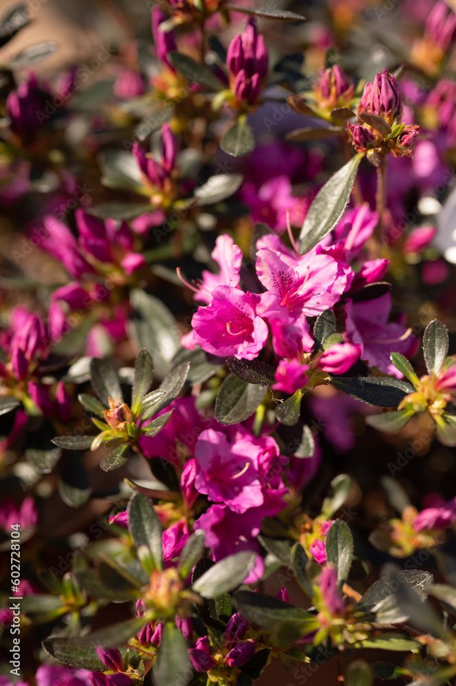 Blooming (Azalea) Rhododendron Purple/Pink Flowers in Sunlight, Vertical Flower Photo Blooming (Azalea) Rhododendron Purple/Pink Flowers in Sunlight, Vertical Flower Photo