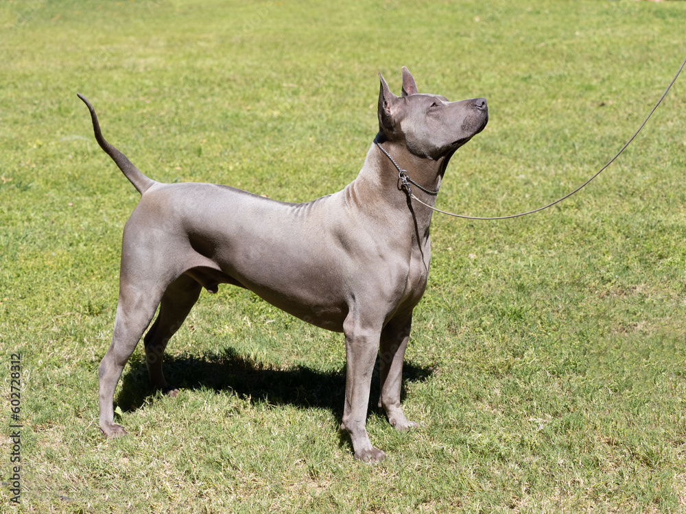 Portrait of Thai Ridgeback purebred dog of gray color on the grass