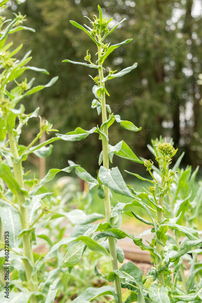 Fototapeta premium Dyers woad or IsatisTinctoria plant in Zurich in Switzerland