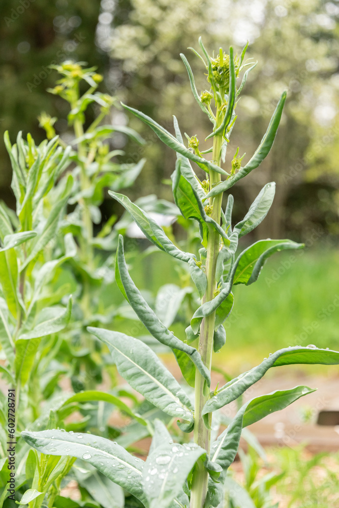 Dyers woad or IsatisTinctoria plant in Zurich in Switzerland Dyers woad or IsatisTinctoria plant in Zurich in Switzerland