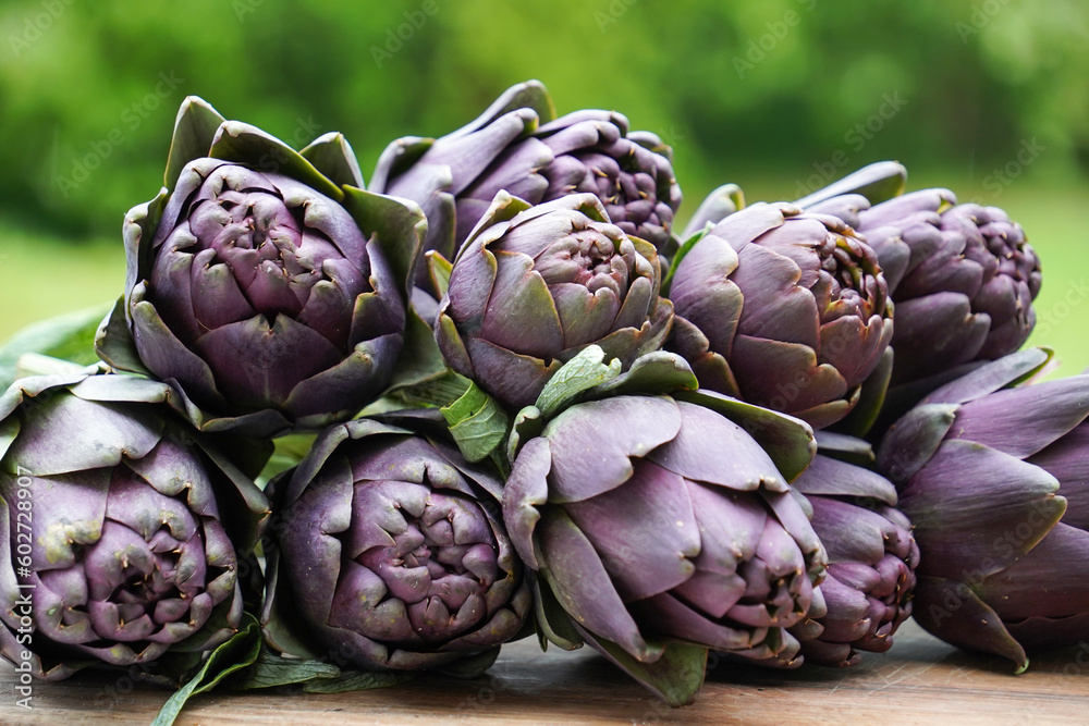 Fototapeta premium Beautiful Globe Artichokes (Cynara cardunculus var. scolymus), also known by the names French artichoke and green artichoke, in colors of green and purple, piled up on a wooden table 