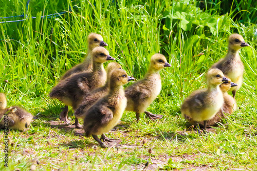 Fotografija A stunning animal portrait of Goslings at a Nature Reserve