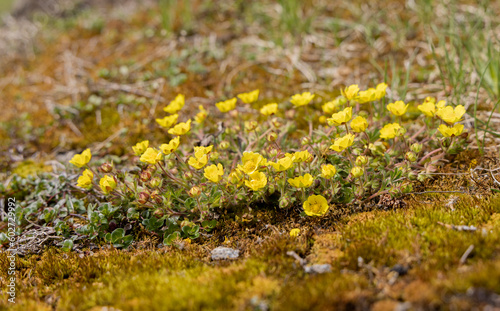 Gletscher Fingerkraut  (Potentilla frigida) photo