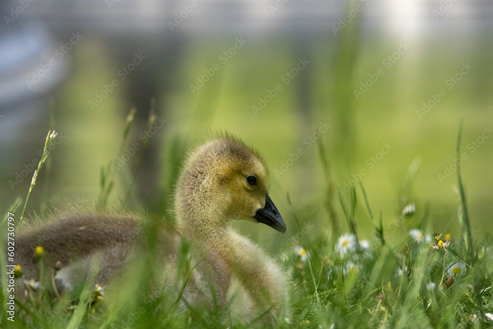 baby canada goose baby canada goose