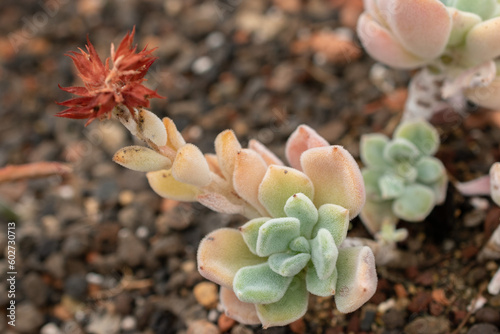 Plush plant or Echeveria Pulvinata in Zurich in Switzerland photo