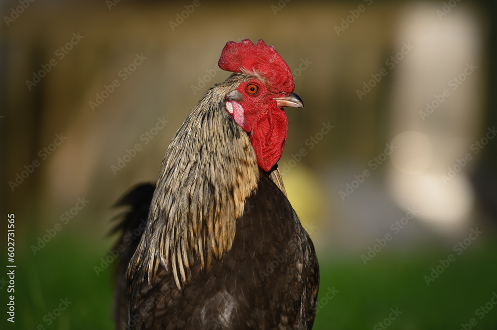 rooster close up portrait outdoors