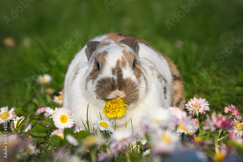 cute spotted bunny eating a dandelion outdoors on grass photo