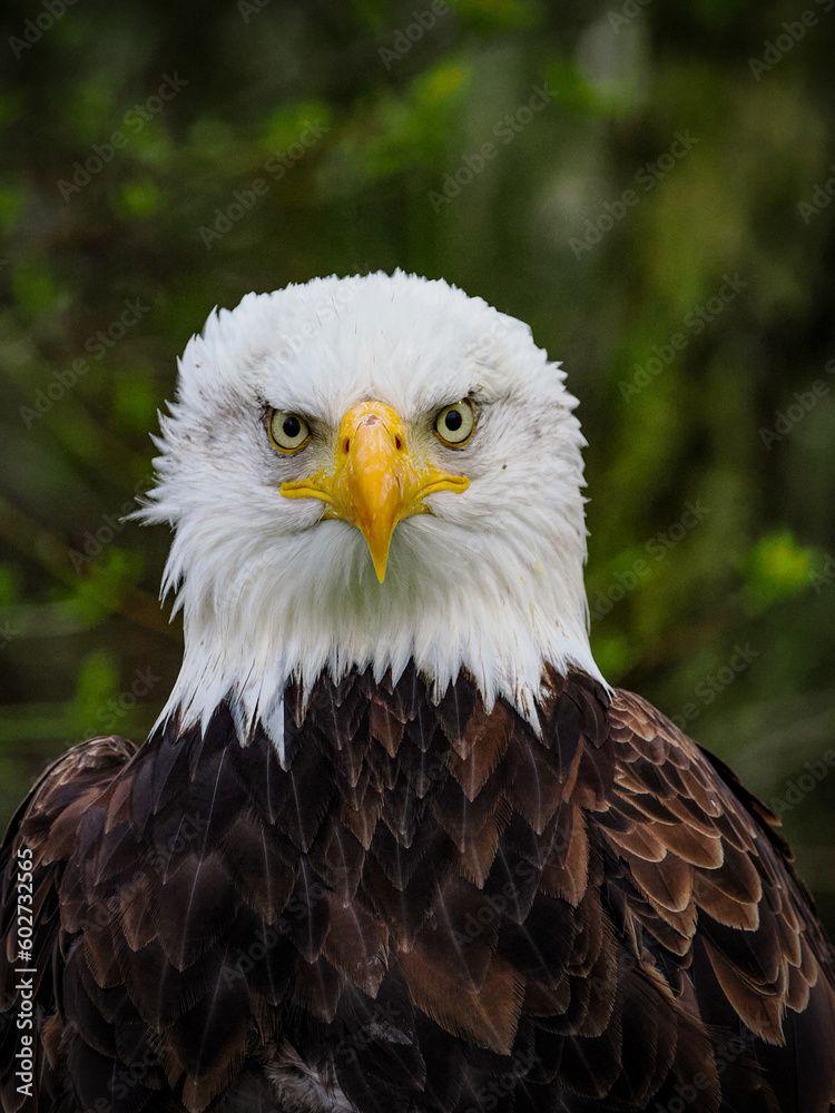 Fototapeta premium Bald Eagle Portrait
