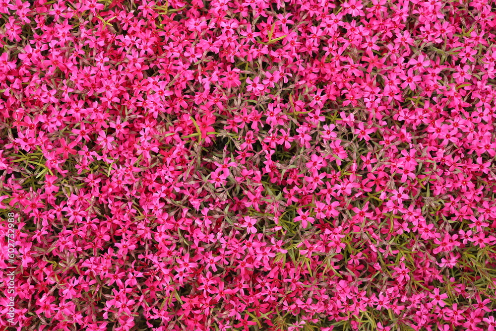 beautiful pink magenta flower background