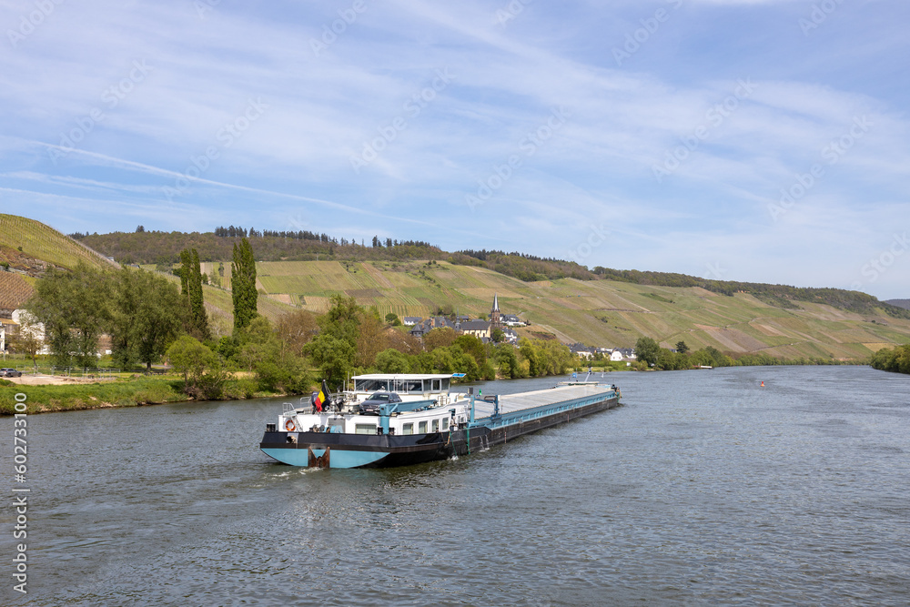 Obraz premium Sailing barge sails downstream on the river Moselle in Germany