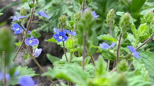 Veronica flower blossoms in spring. The flowers are also called birdeye speedwell, Persian speedwell, bird's-eye, or winter speedwell-video can be looped. photo