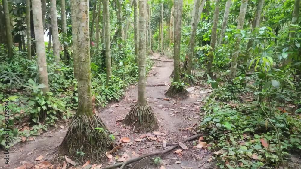 A small street going through the forest. Jungle view with green tree. A small street going through the forest. Jungle view with green tree.