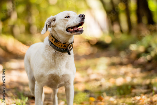 White labrador type, mongrel, dog in forest.