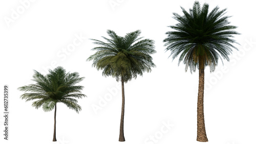 palm tree high quality trasnparent image