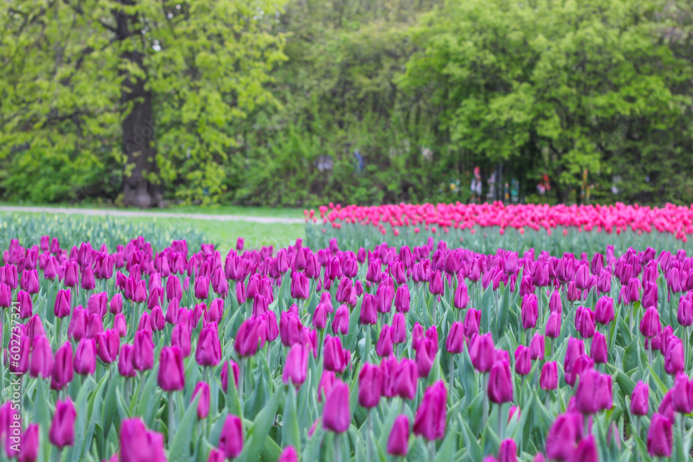 Lots of purple tulips in the park